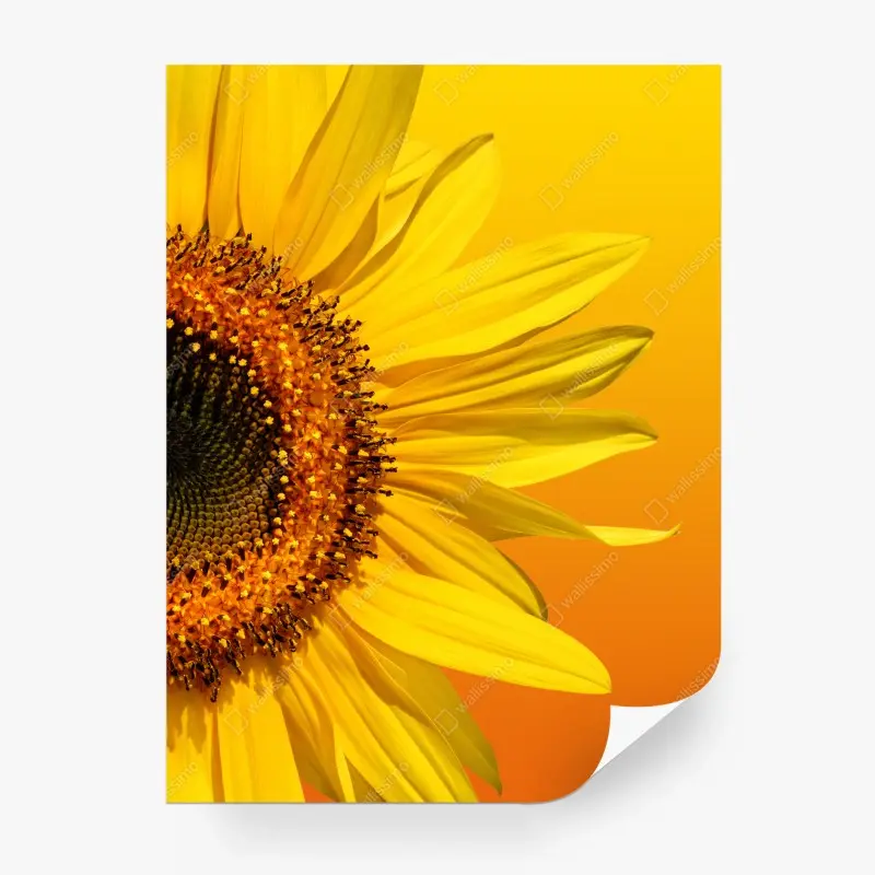 Fotomural girasol en fondo degradado amarillo y naranja