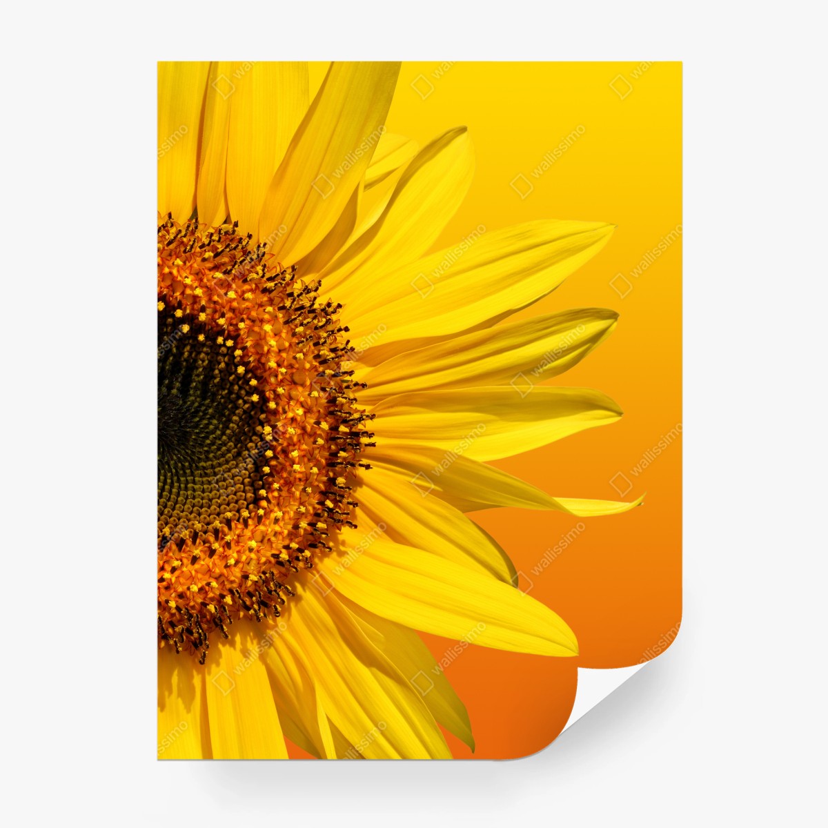 Fotomural girasol en fondo degradado amarillo y naranja – Pixers®