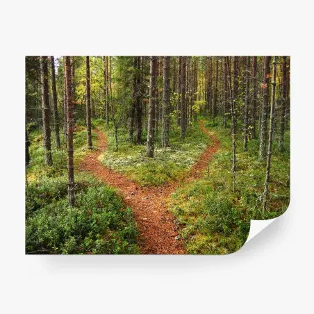 Fotomural sendero bifurcado en el bosque otoñal – Pixers®