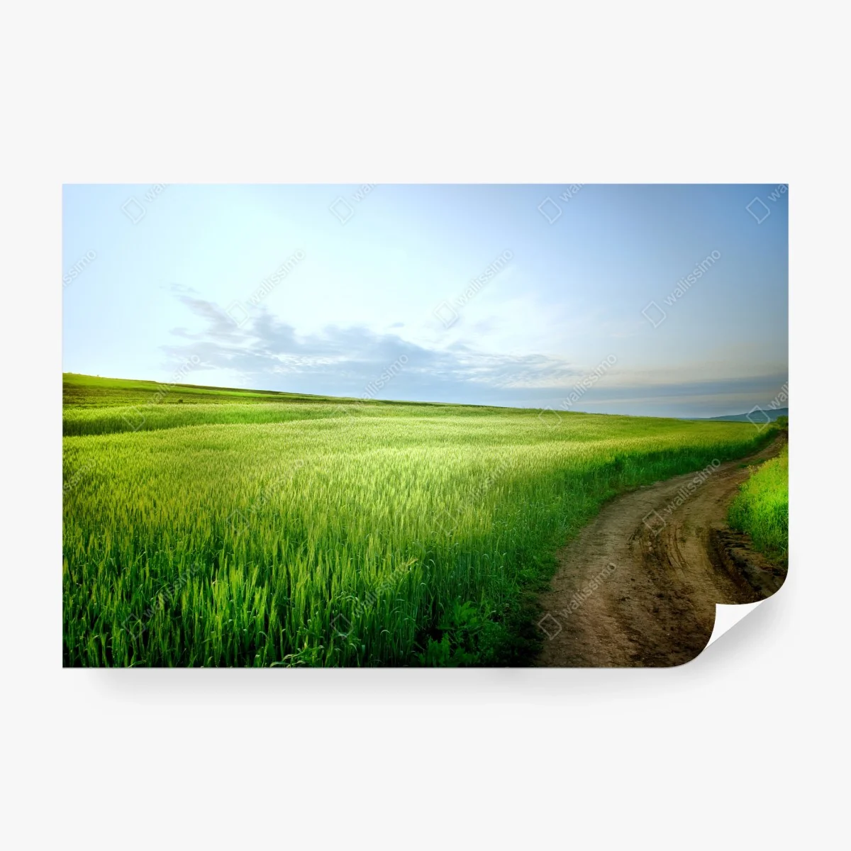 Fotomural camino entre campos verdes y cielo despejado – Pixers® Fotomural camino entre campos verdes y cielo despejado – Pixers®