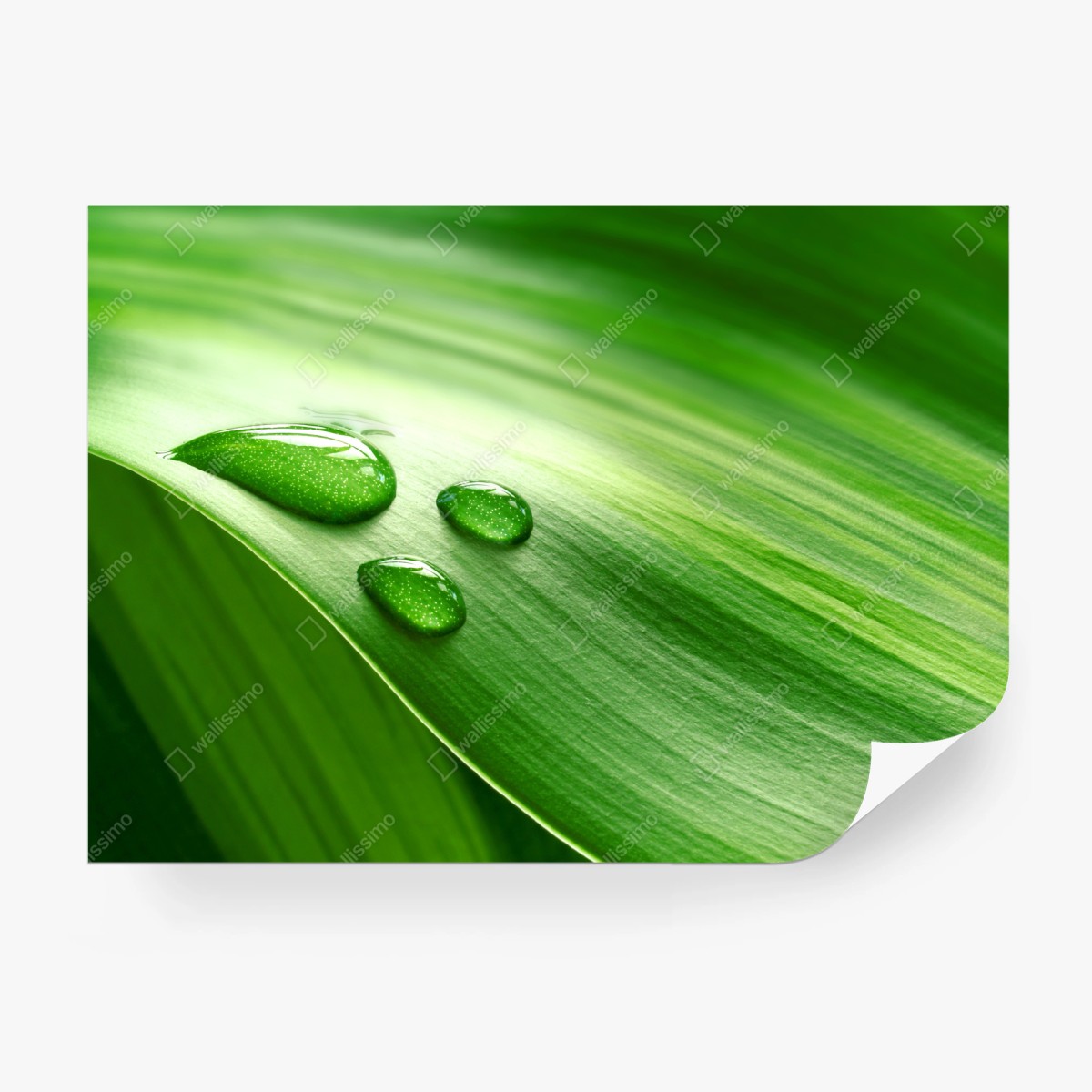 Fotomural detalle húmedo en hoja verde – Pixers®