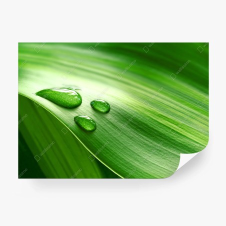 Fotomural detalle húmedo en hoja verde – Pixers®