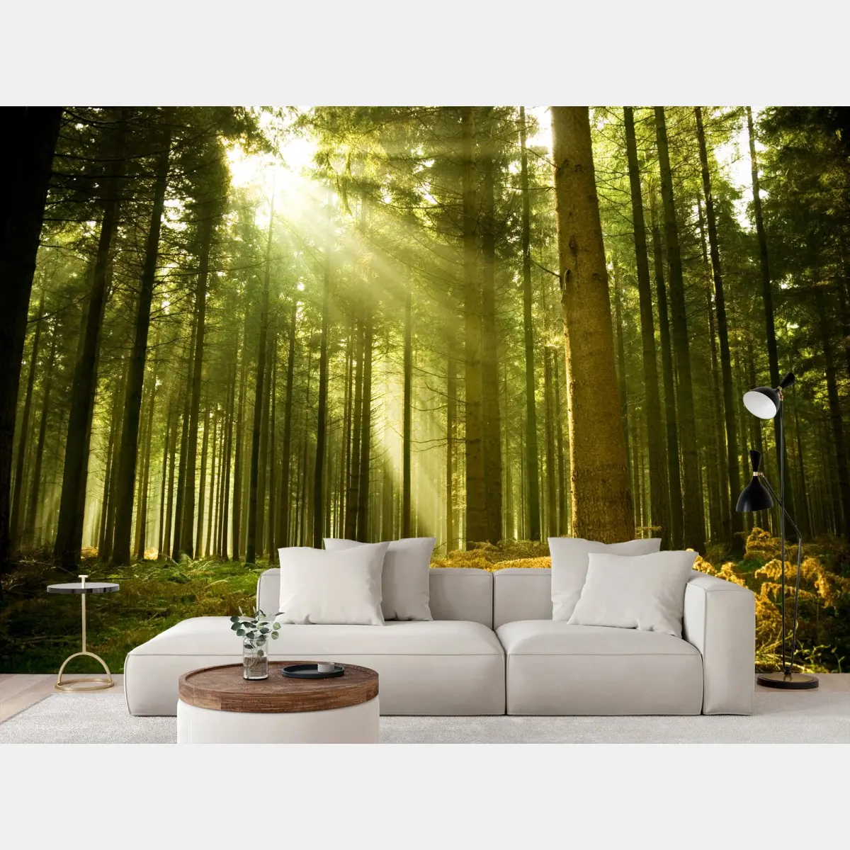 Fotomural rayos de sol en bosque de pinos – Pixers®