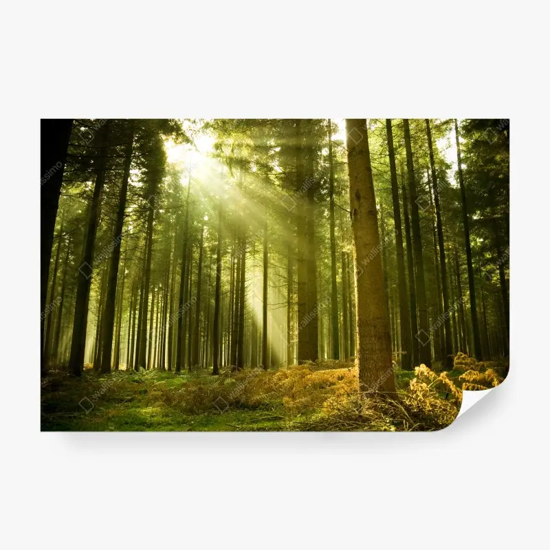 Fotomural rayos de sol en bosque de pinos