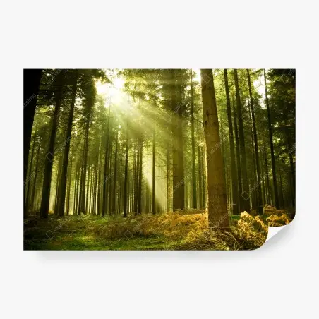 Fotomural rayos de sol en bosque de pinos – Pixers®