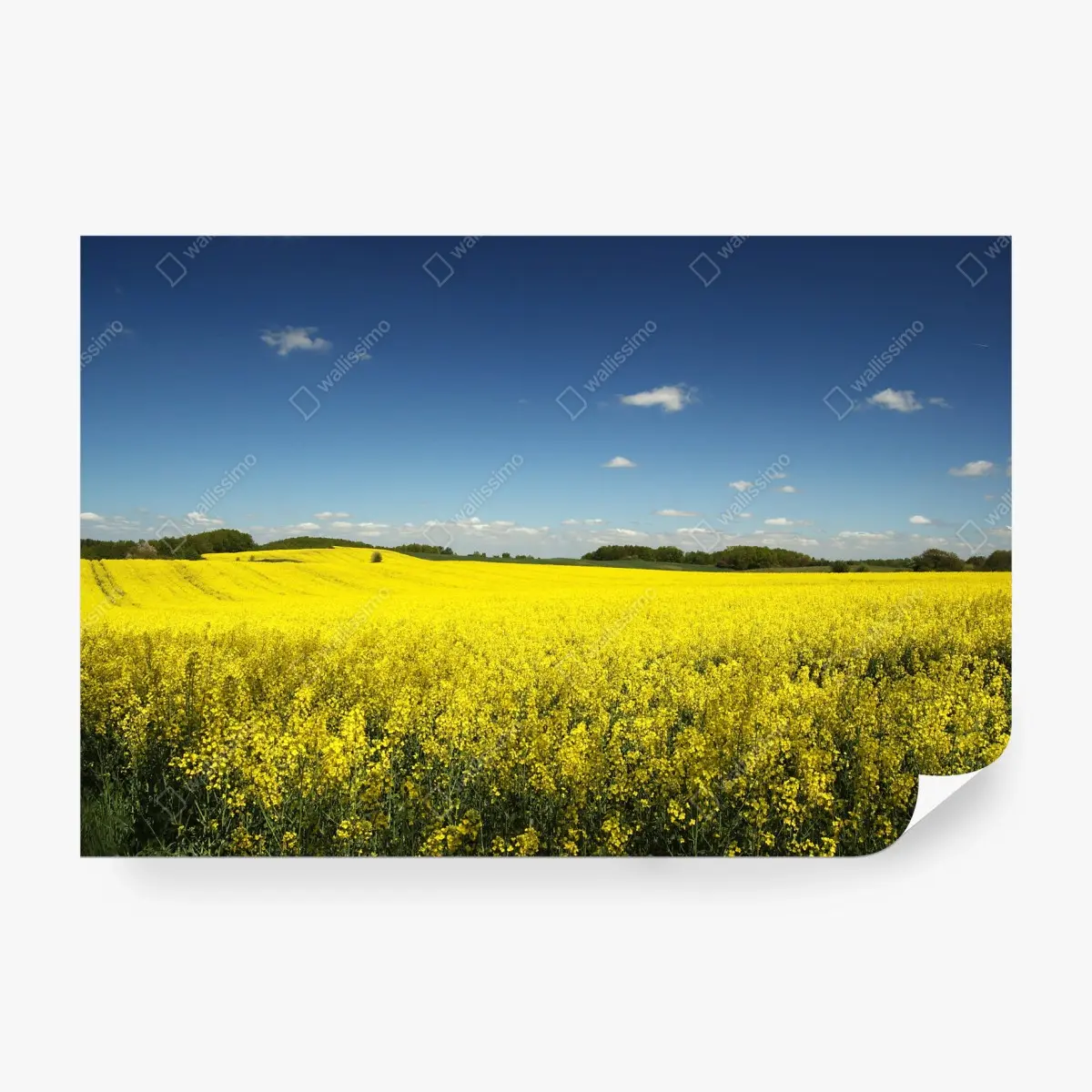 Fotomural campo de colza bajo cielo azul – Pixers®