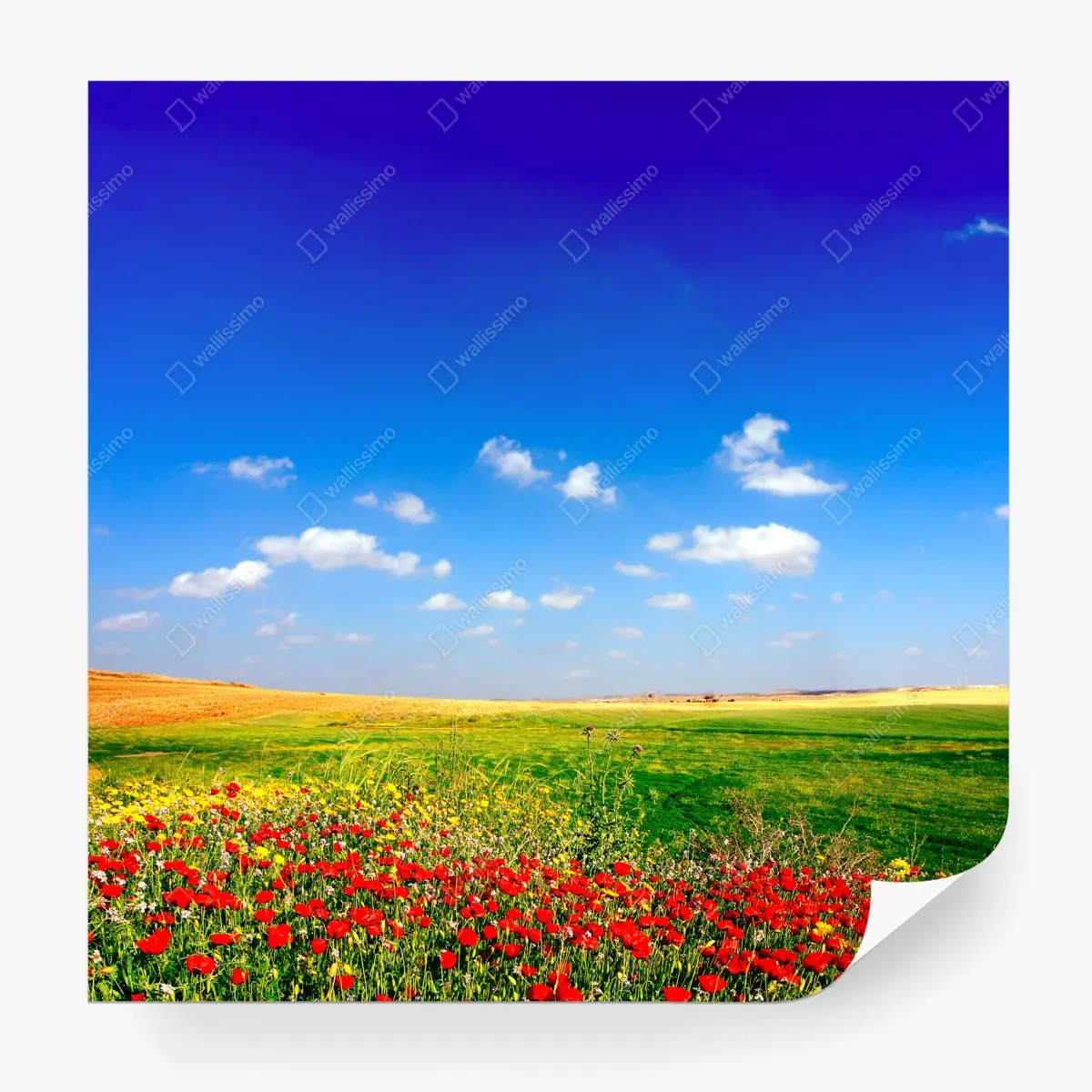 Fotomural pradera de amapolas bajo cielo azul – Pixers®