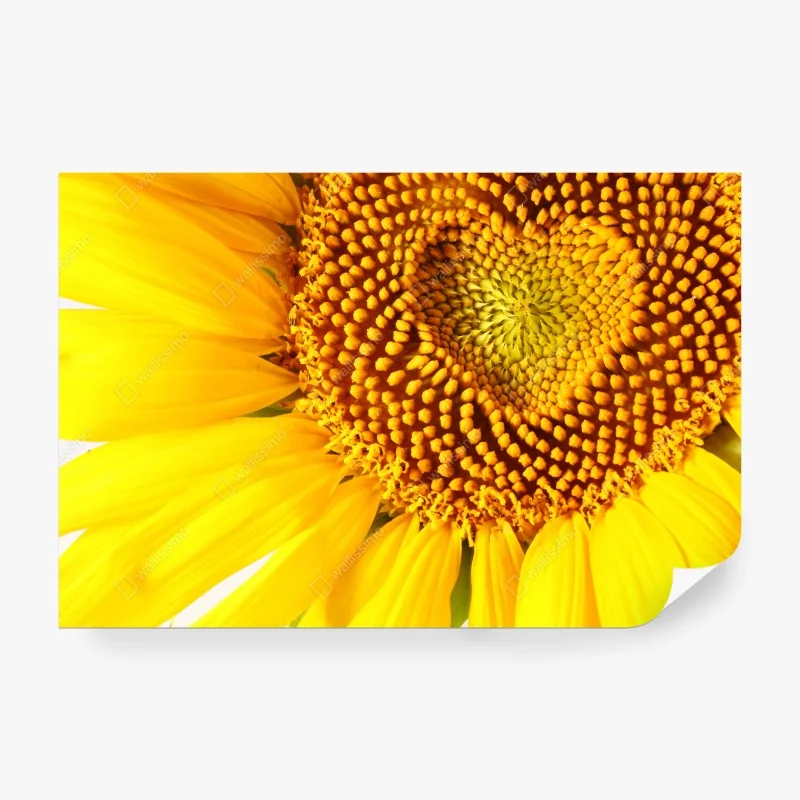 Fotomural girasol con corazón central – Pixers® Fotomural girasol con corazón central – Pixers®