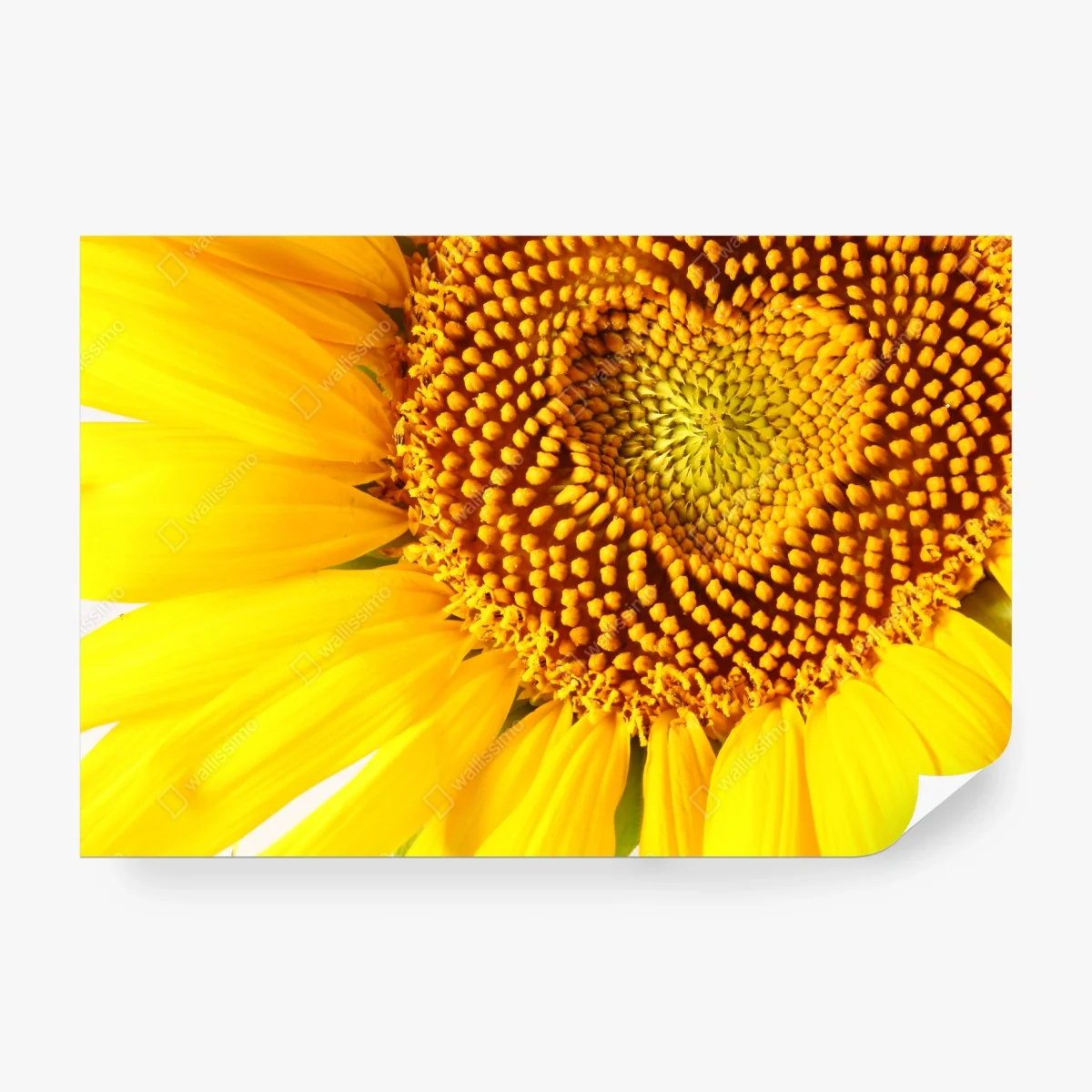 Fotomural girasol con corazón central – Pixers® Fotomural girasol con corazón central – Pixers®