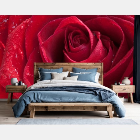 Fotomural rosa roja con gotas de rocío – Pixers®