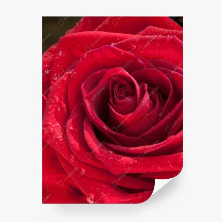 Fotomural rosa roja con gotas de rocío – Pixers®