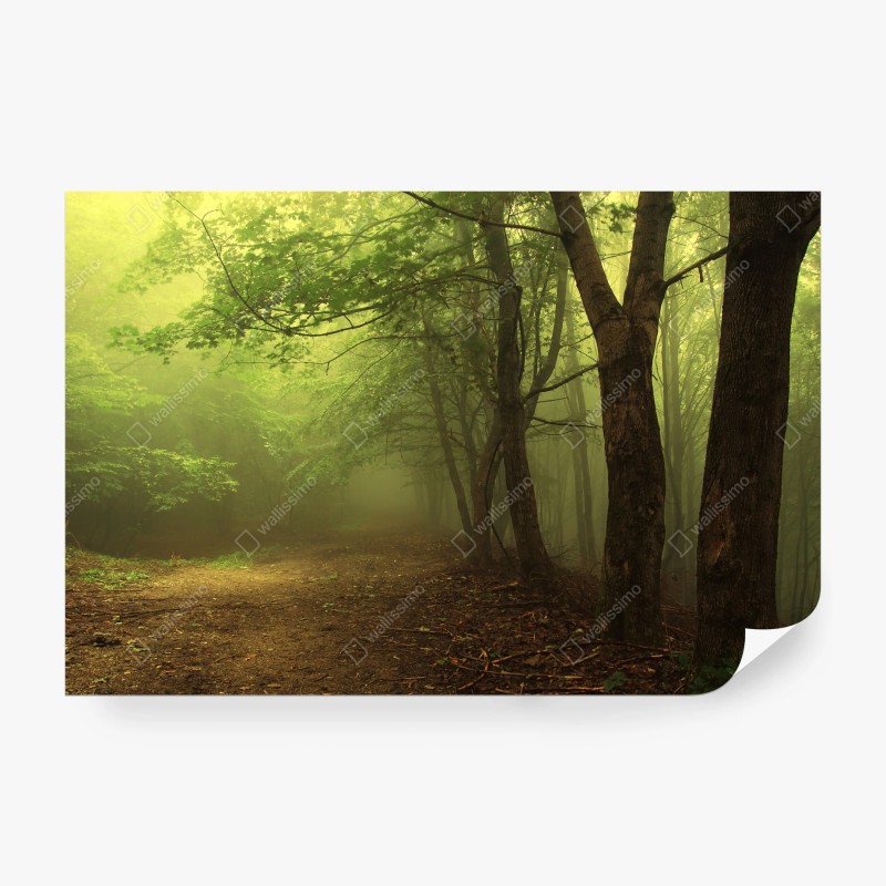 Fotomural sendero en bosque brumoso