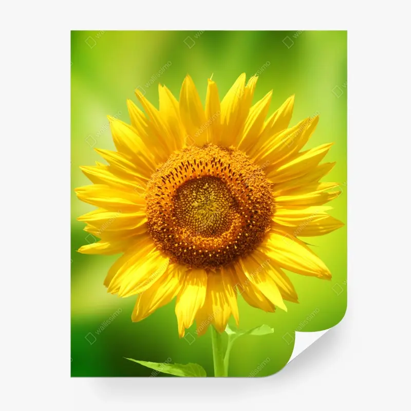 Fotomural girasol luminoso sobre fondo verde