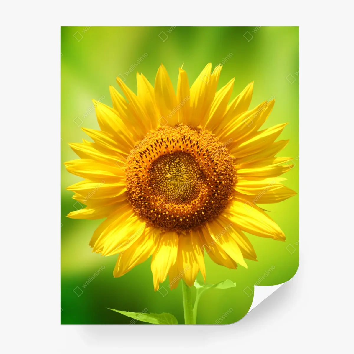 Fotomural girasol luminoso sobre fondo verde – Pixers®