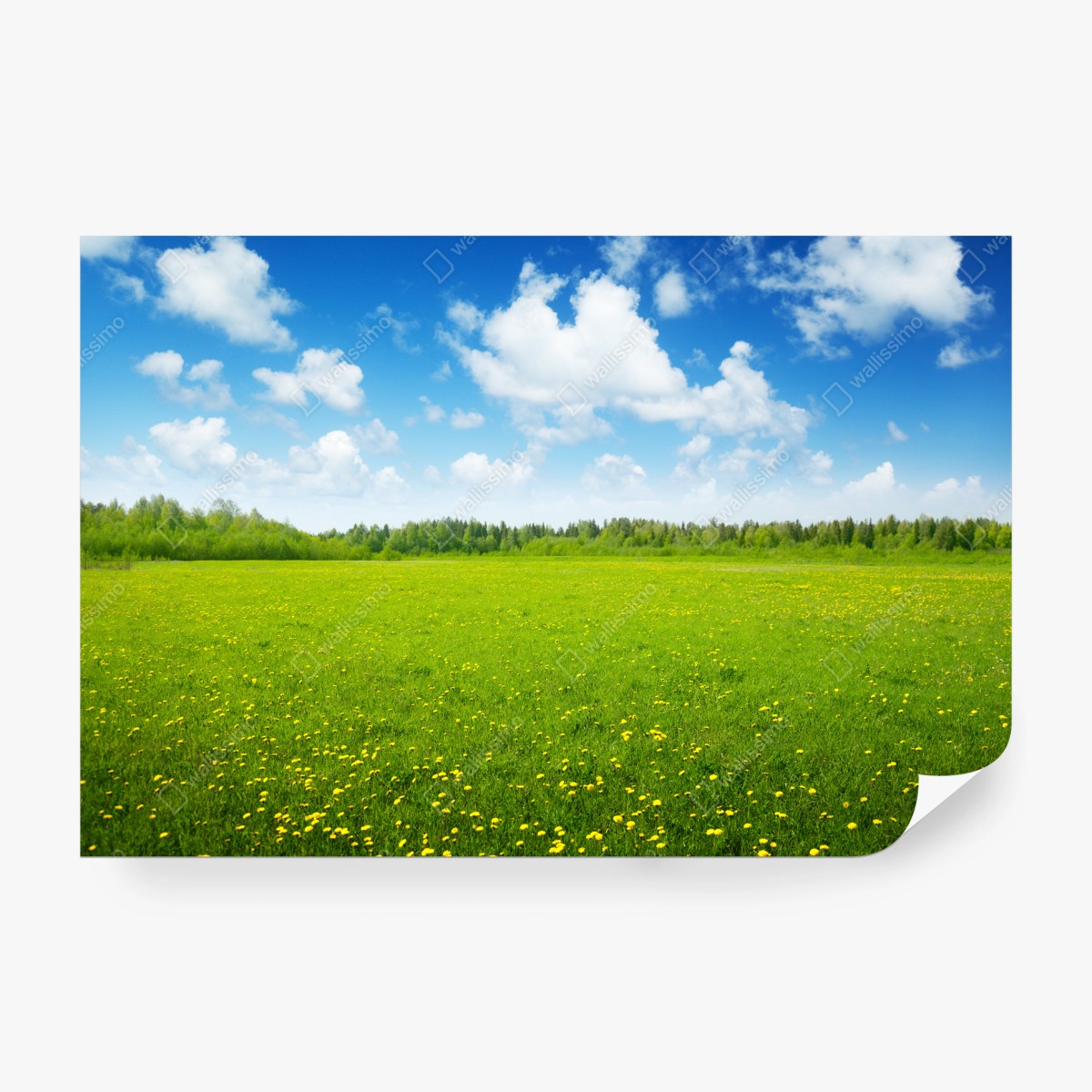 Fotomural pradera primaveral bajo cielo azul – Pixers®