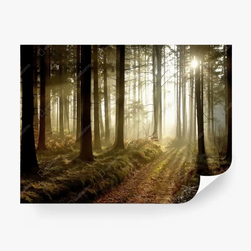 Fotomural sendero iluminado en bosque brumoso