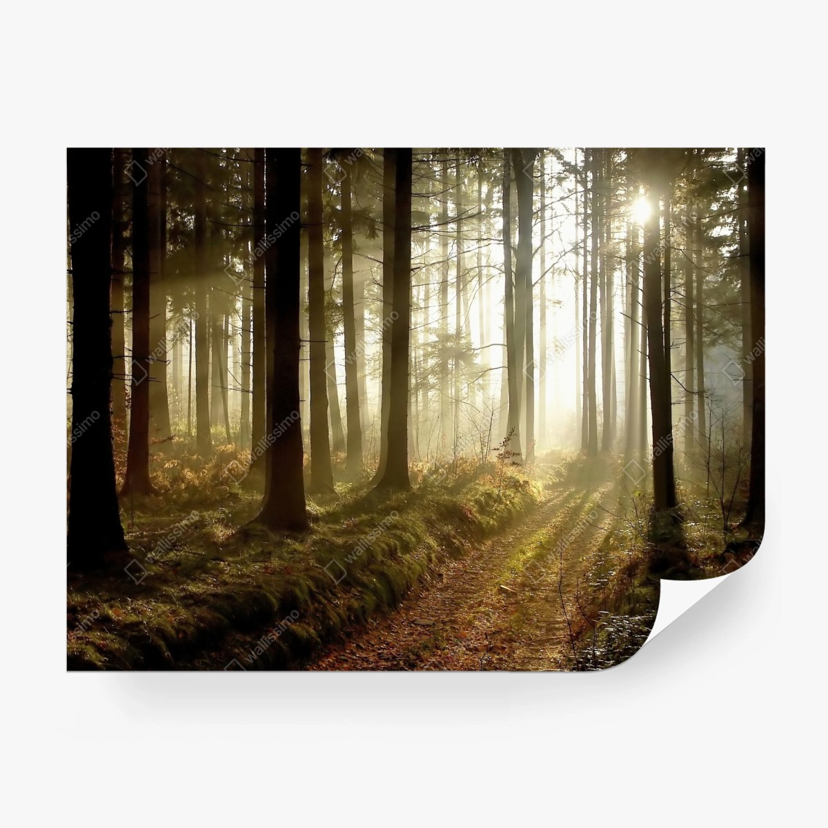 Fotomural sendero iluminado en bosque brumoso – Pixers®