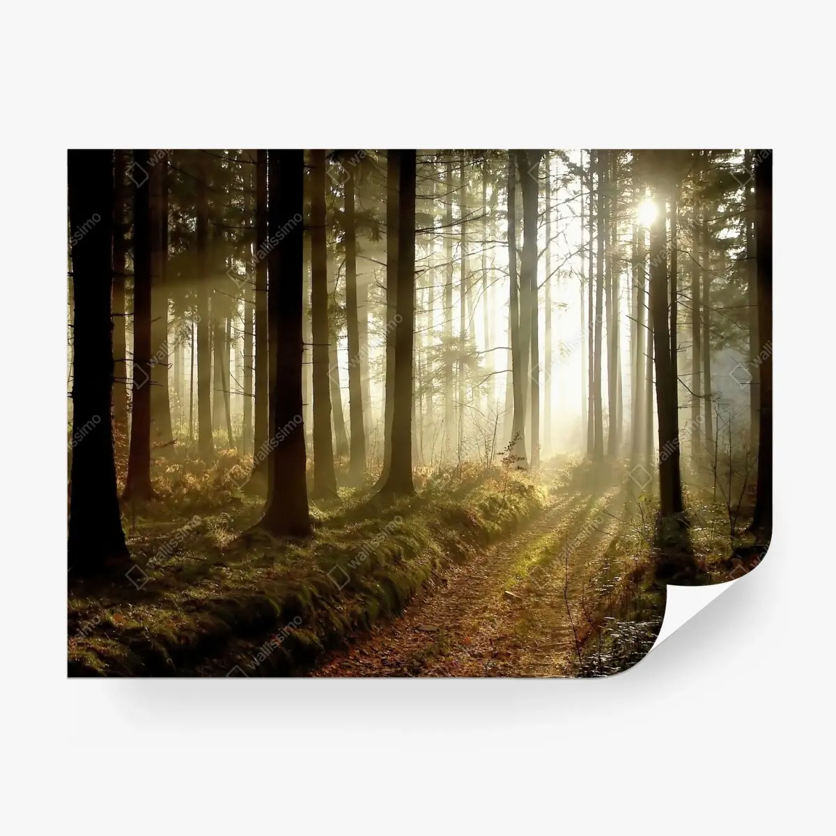 Fotomural sendero iluminado en bosque brumoso – Pixers®
