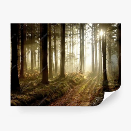 Fotomural sendero iluminado en bosque brumoso – Pixers®