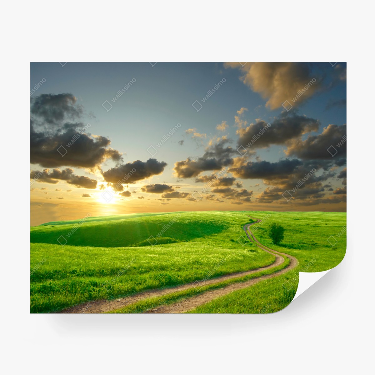 Fotomural camino dorado entre praderas verdes al atardecer – Pixers®