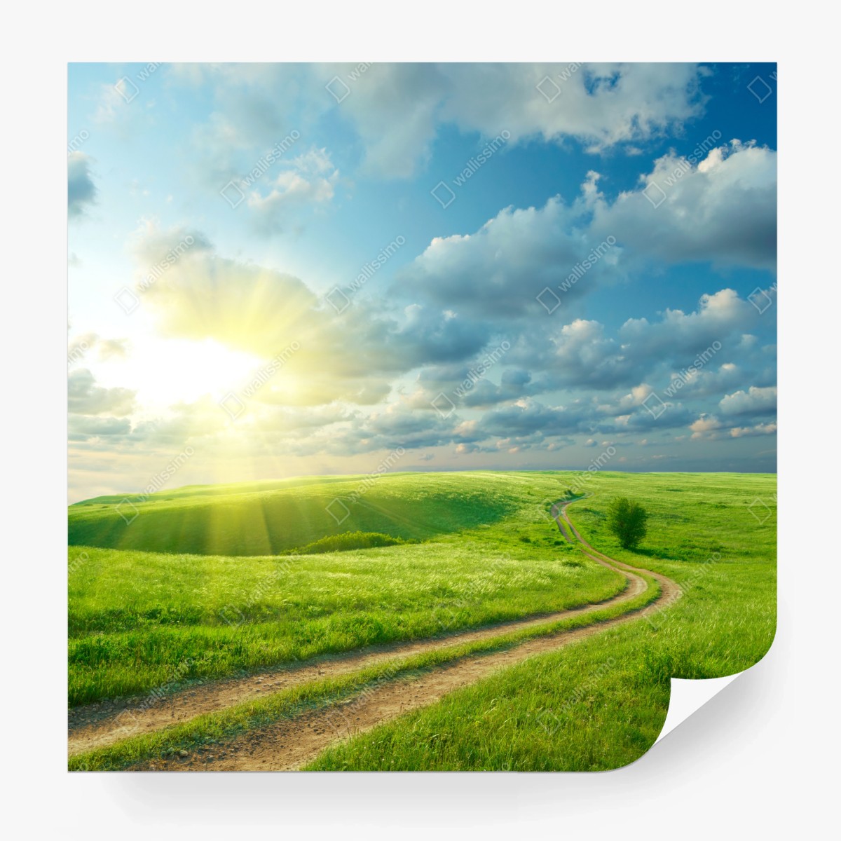 Fotomural camino entre praderas al amanecer – Pixers®