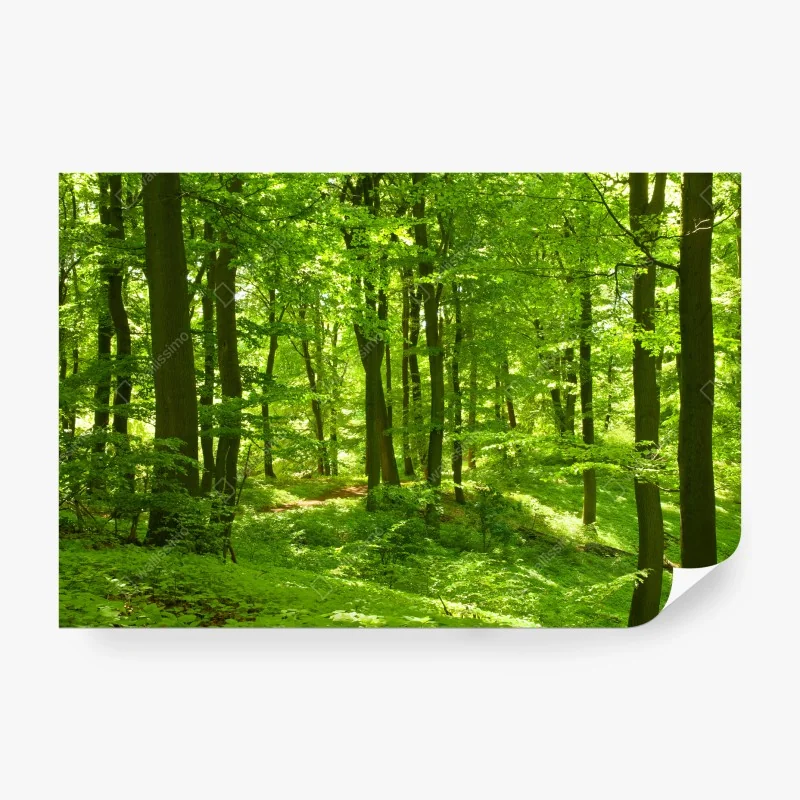Fotomural bosque verde luminoso y sereno – Pixers® Fotomural bosque verde luminoso y sereno – Pixers®