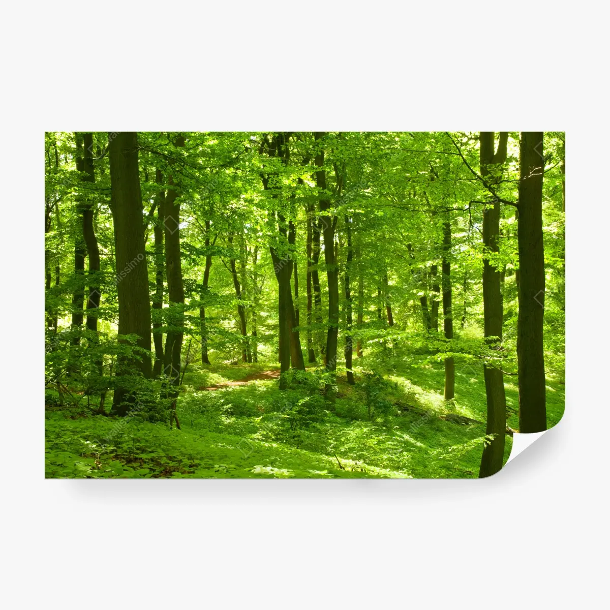 Fotomural bosque verde luminoso y sereno – Pixers®