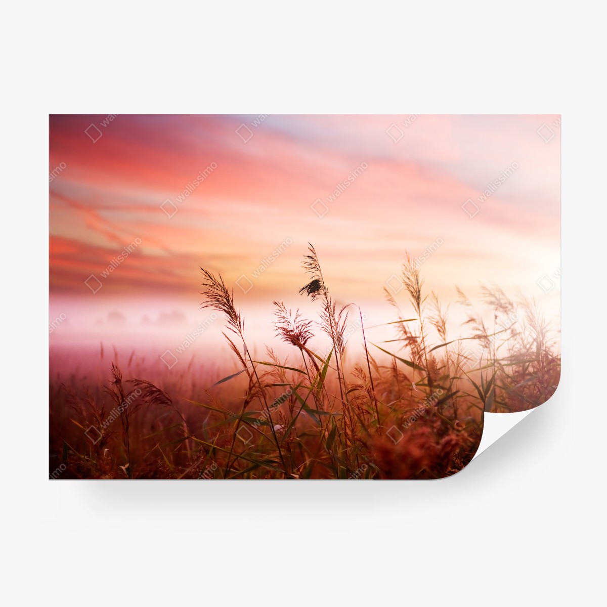 Fotomural atardecer entre juncos en tonos rosados – Pixers®