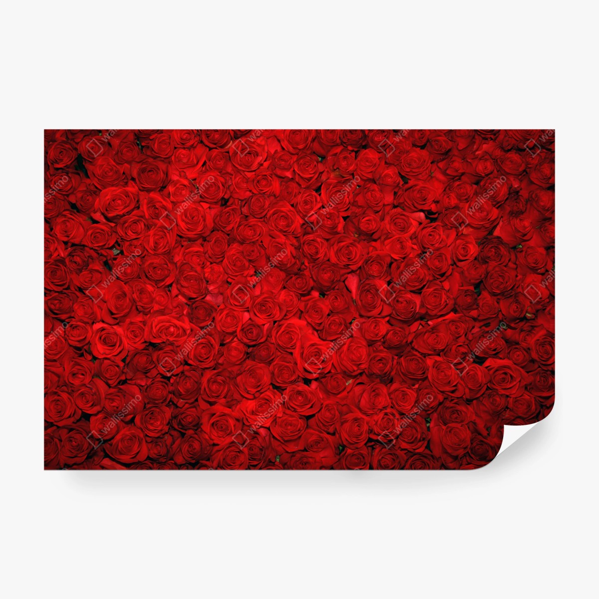 Fotomural mural de rosas rojas – Pixers®