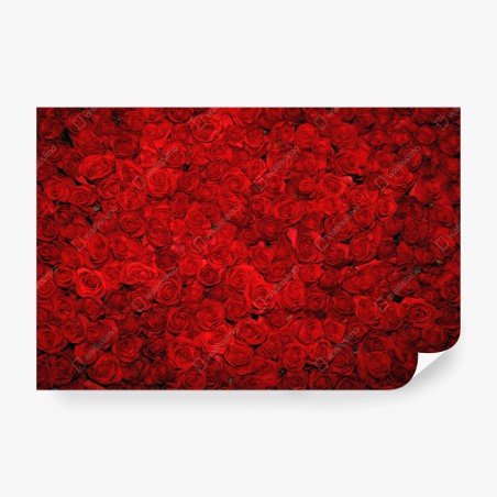 Fotomural mural de rosas rojas – Pixers®