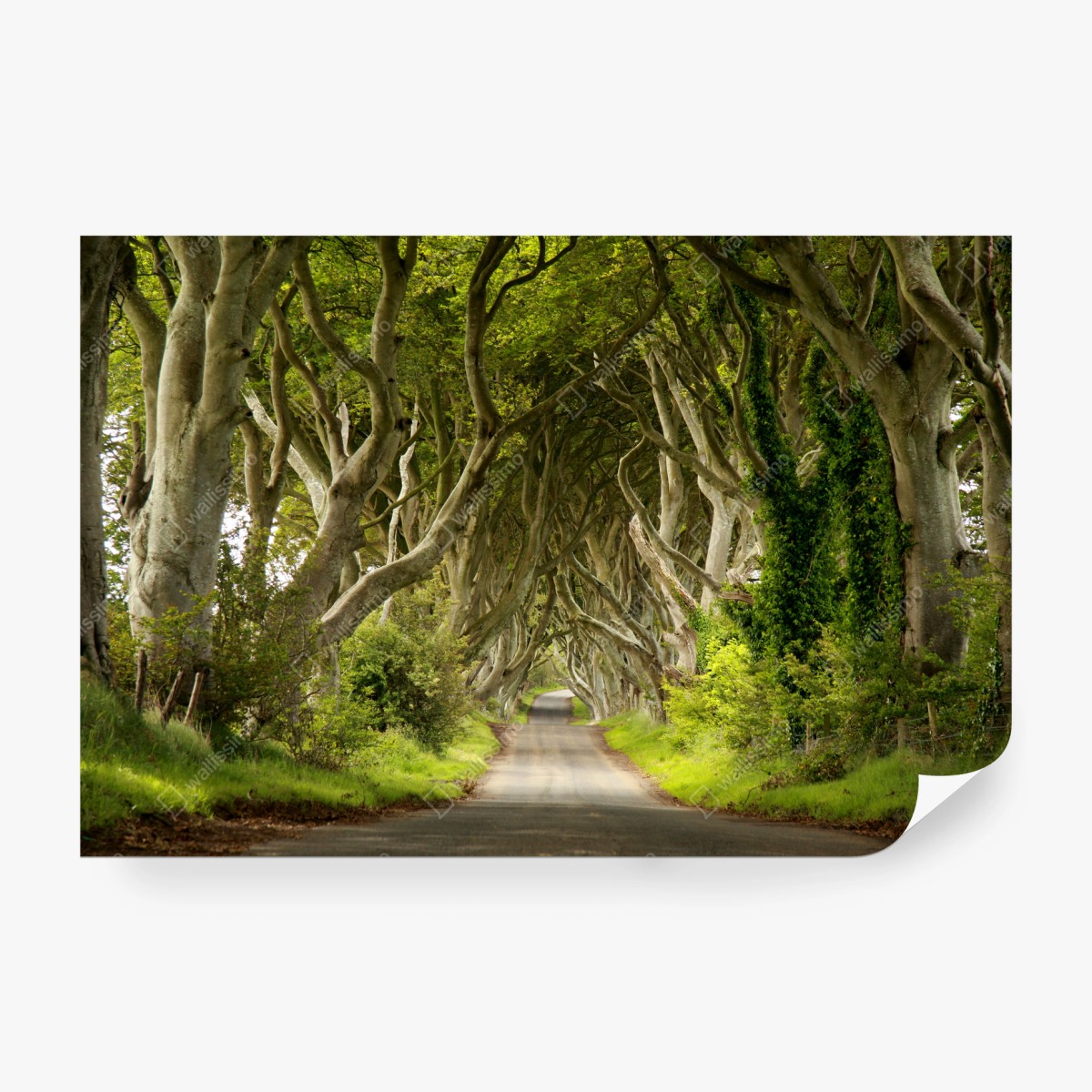 Fotomural túnel de hayas místico – Pixers®