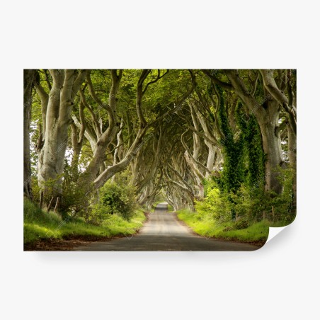 Fotomural túnel de hayas místico – Pixers®