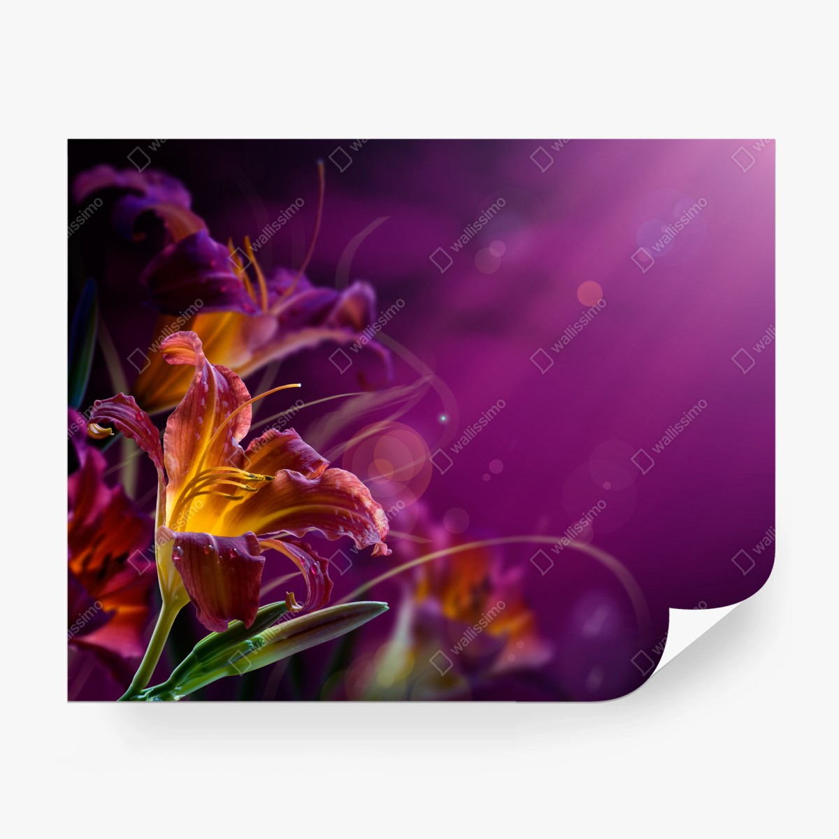 Fotomural lirios anaranjados sobre fondo morado – Pixers®