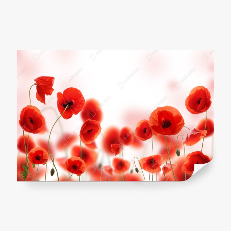 Fotomural amapolas rojas sobre fondo luminoso – Pixers® Fotomural amapolas rojas sobre fondo luminoso – Pixers®