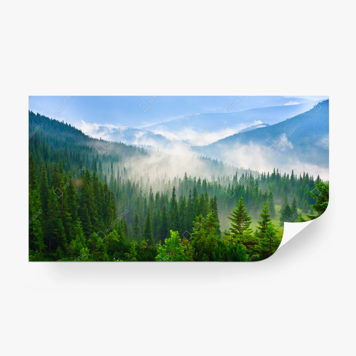 Fotomural amanecer en los bosques de Cárpatos – Pixers®