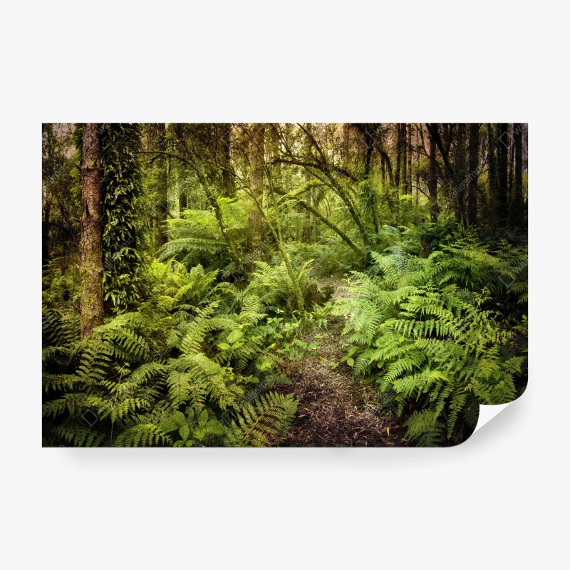 Fotomural sendero entre helechos en la selva misteriosa