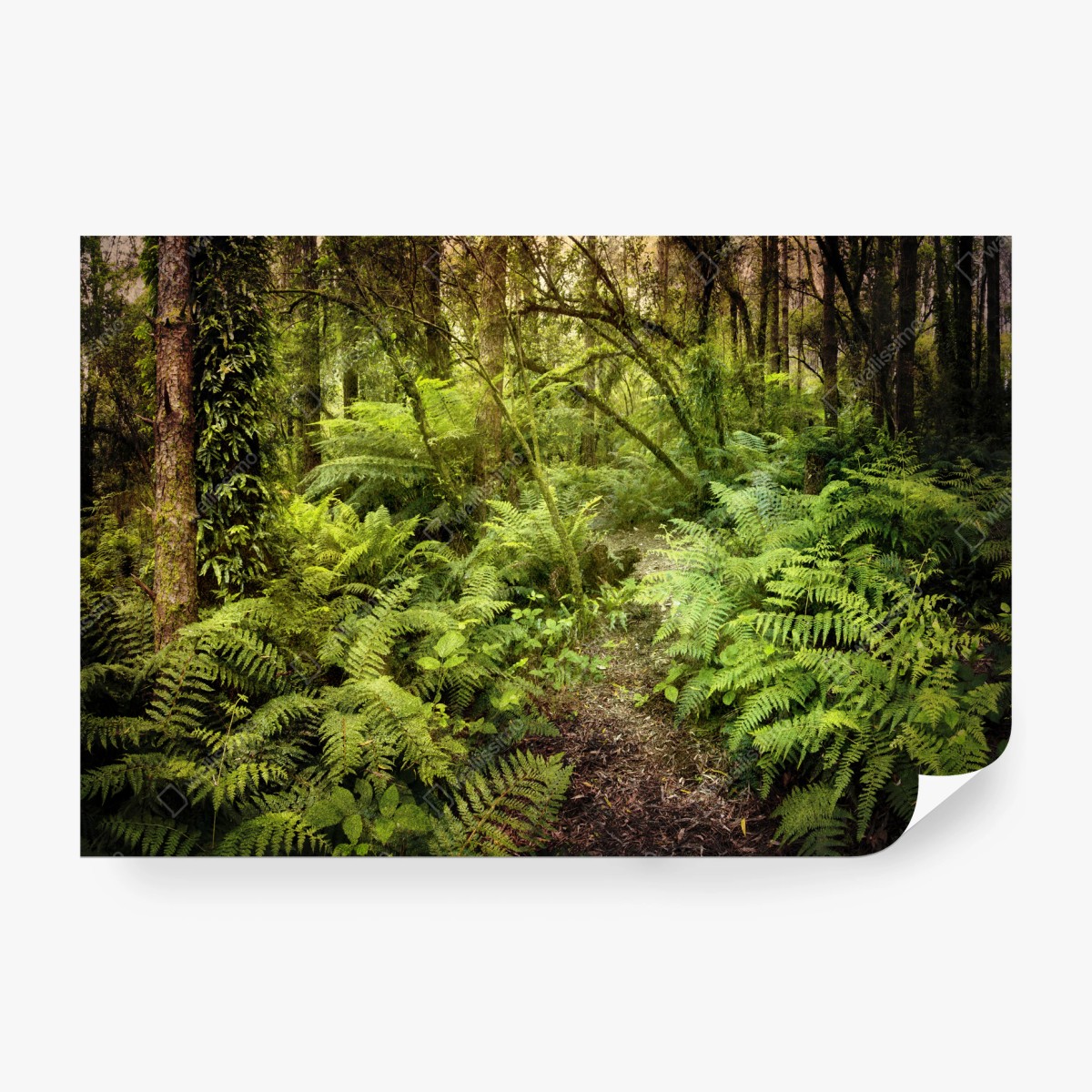 Fotomural sendero entre helechos en la selva misteriosa – Pixers®