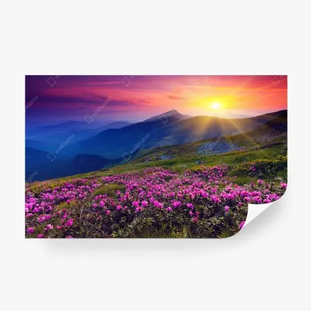 Fotomural amanecer sobre pradera de rododendros en flor – Pixers®