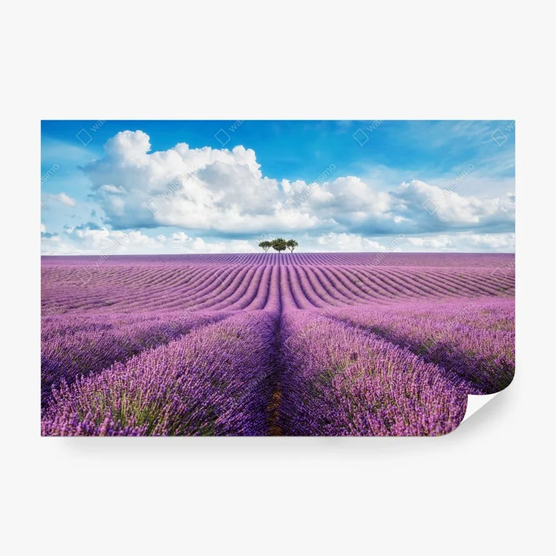 Fotomural paisaje de lavanda y árbol solitario