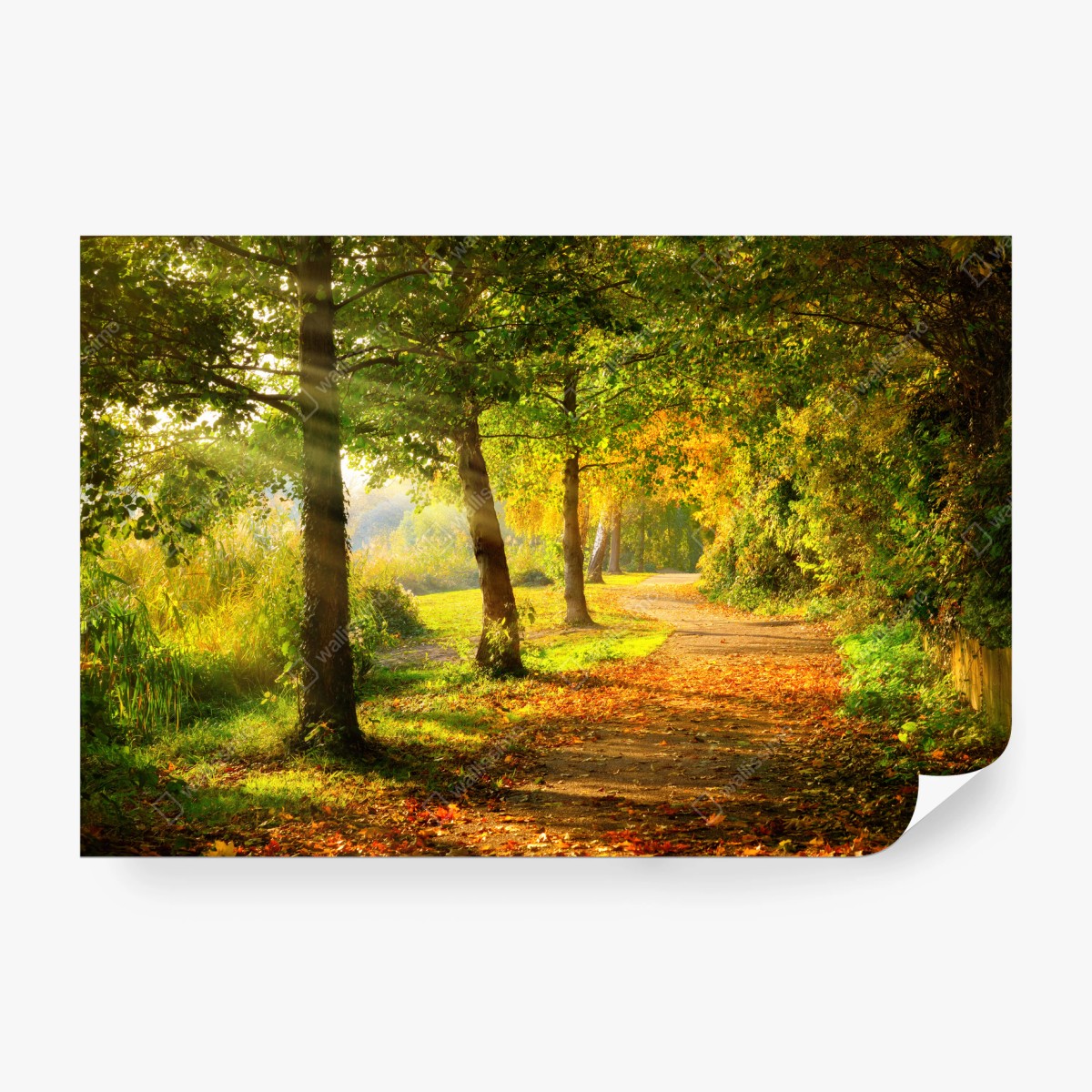 Fotomural camino otoñal bañado por la luz – Pixers®