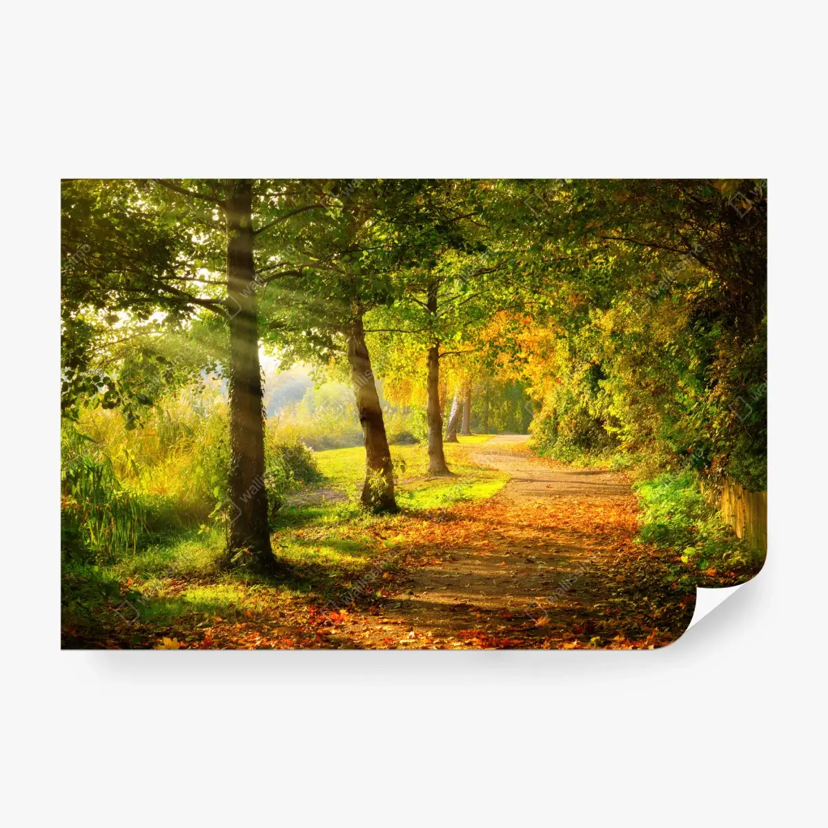Fotomural camino otoñal bañado por la luz – Pixers®