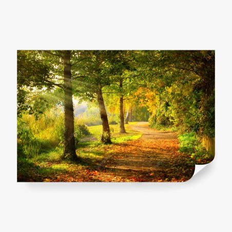 Fotomural camino otoñal bañado por la luz – Pixers®