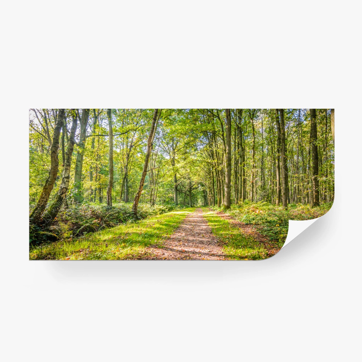 Fotomural sendero iluminado en bosque tranquilo – Pixers®