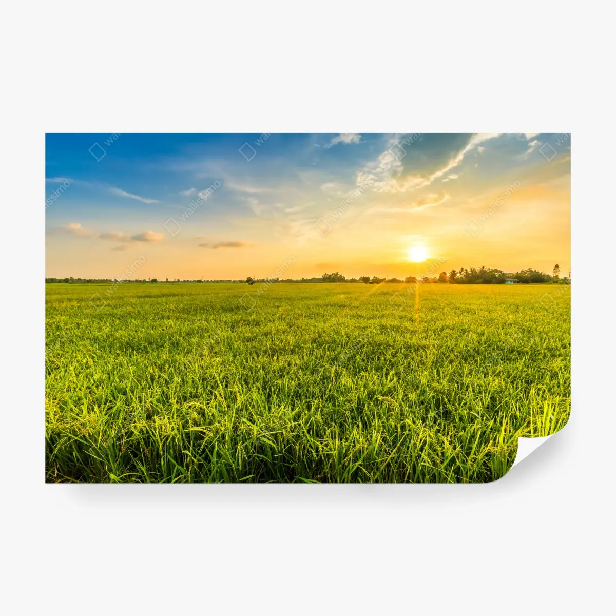Fotomural campo de arroz al atardecer – Pixers®