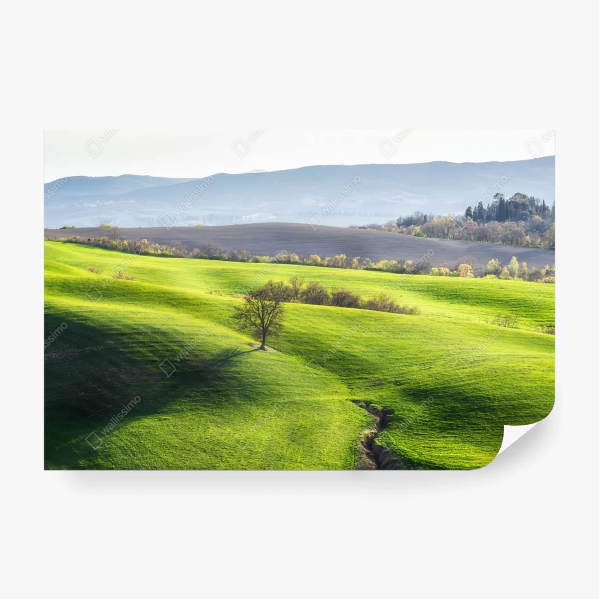 Fotomural paisaje ondulado de la Toscana en primavera – Pixers®