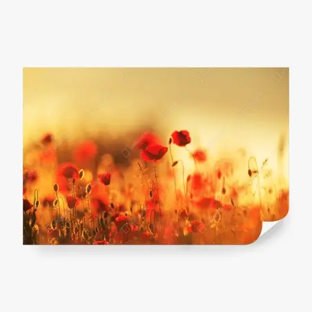 Fotomural campo de amapolas al atardecer – Pixers®