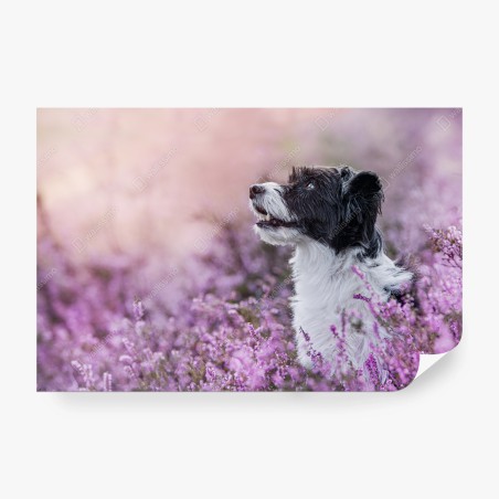 Fotomural perro entre flores moradas – Pixers®