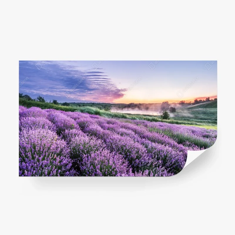 Fotomural amanecer en campos de lavanda