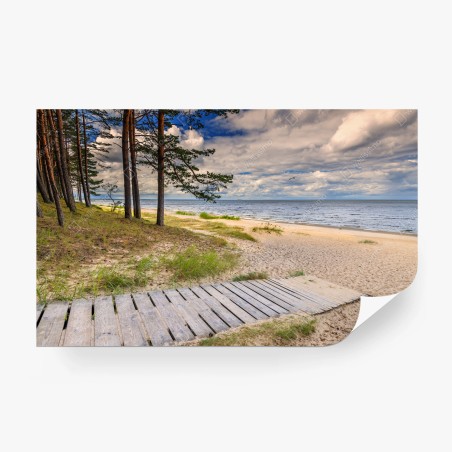 Fotomural sendero de madera hacia la playa entre pinos – Pixers®