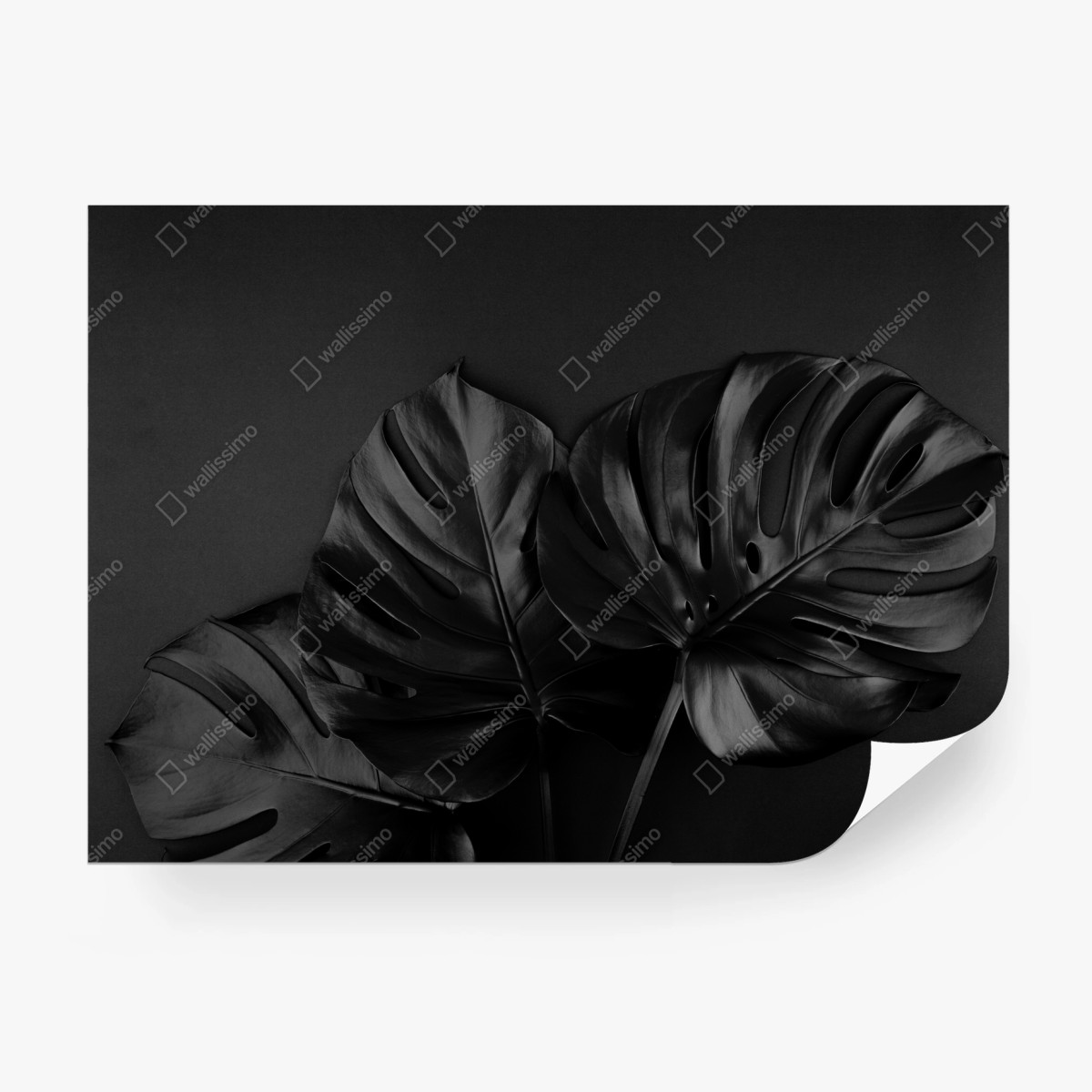 Fotomural monstera negra: elegancia botánica – Pixers®
